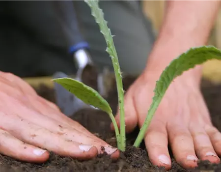 Artischocken - Einpflanzen im Garten