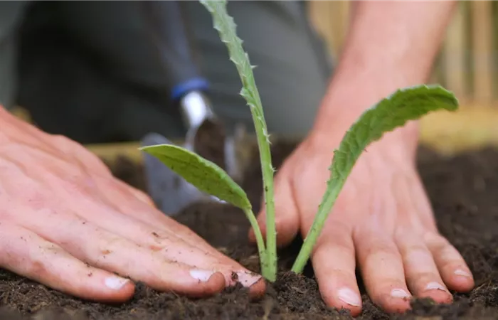 Artischocken - Einpflanzen im Garten