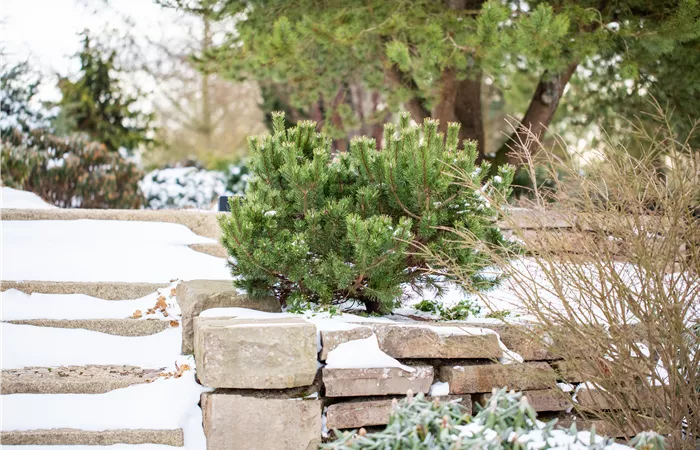 Gartenarbeit im Februar: Tipps für einen erfolgreichen Start 