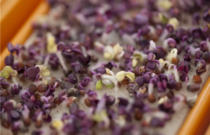 Klein, aber oho: Die besten Tipps für den Anbau von Microgreens!