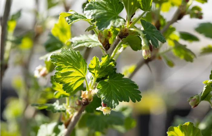 Stachelbeeren richtig pflanzen und pflegen