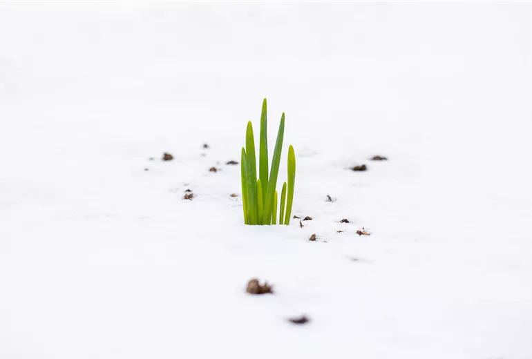 Winter - Frühblüher im Schnee
