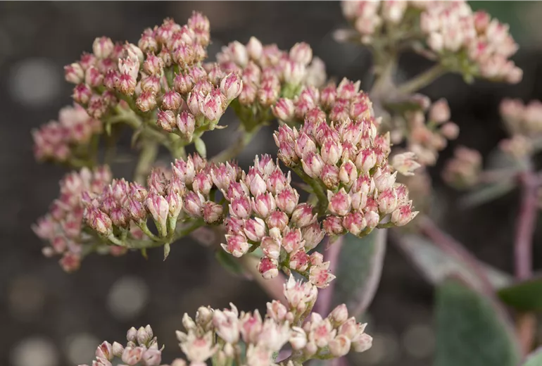 Sedum 'Touchdown Jade'