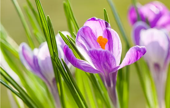 Gartenarbeit im März: Vorbereitung auf den Frühling Gartenarbeit im März: Vorbereitung auf den Frühling