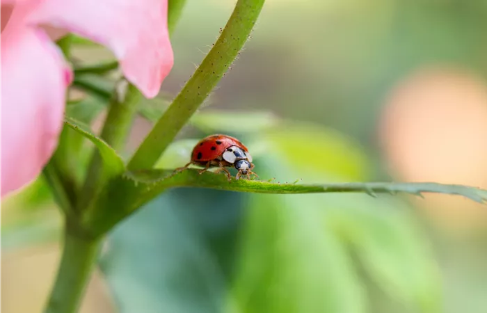Nützlinge im Garten – Diese Kandidaten sollten gefördert werden Nützlinge im Garten – Diese Kandidaten sollten gefördert werden