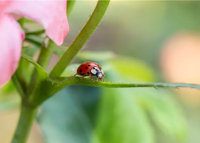Nützlinge im Garten – Diese Kandidaten sollten gefördert werden Nützlinge im Garten – Diese Kandidaten sollten gefördert werden