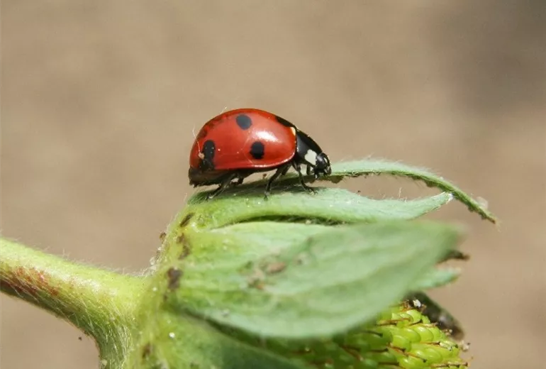 Siebenpunkt-Marienkäfer