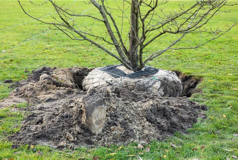 Wurzelballen - Baum einpflanzen