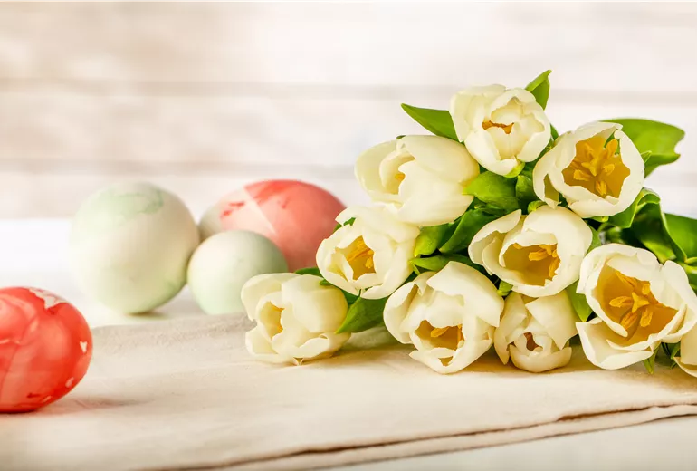 Ostern - Tulpen