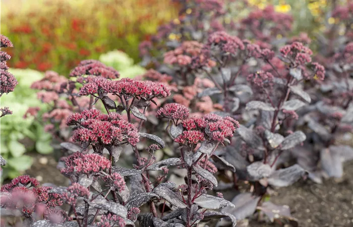 Gartenpflanzen für Anfänger – Unsere Top 10