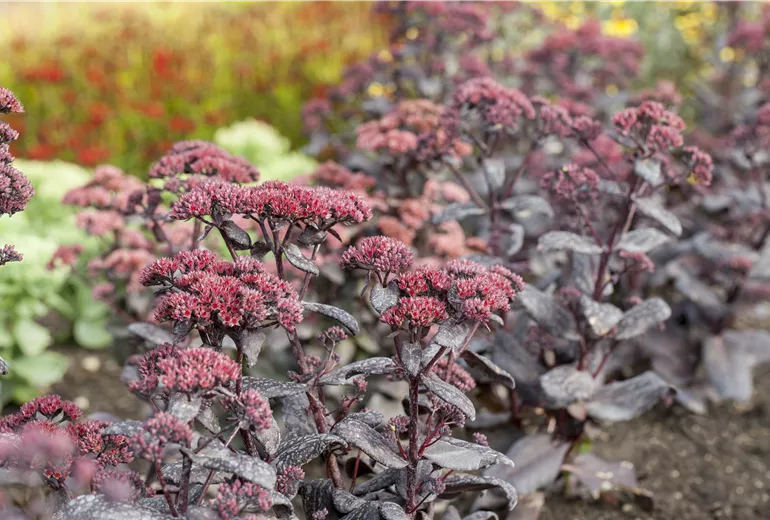 Sedum 'Touchdown Teak'