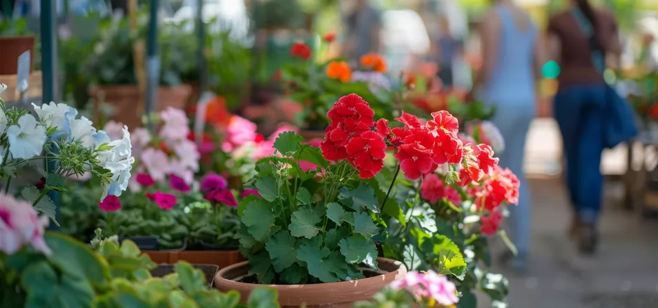 PETERS-24-372_Sommer-Blumen_Sortiment_2.jpeg