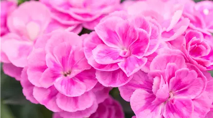 Dianthus caryophyllus 'Peman'