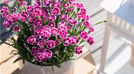 Dianthus 'Pink Kisses'®