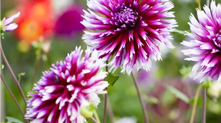 Dahlia
