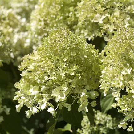 Hydrangea paniculata