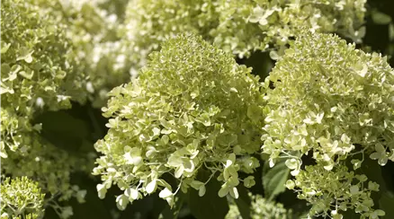 Hydrangea paniculata