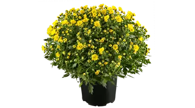 Chrysanthemum