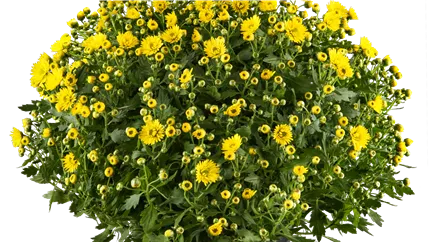 Chrysanthemum