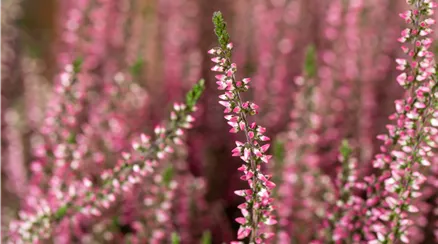 Calluna vulgaris Gardengirls®