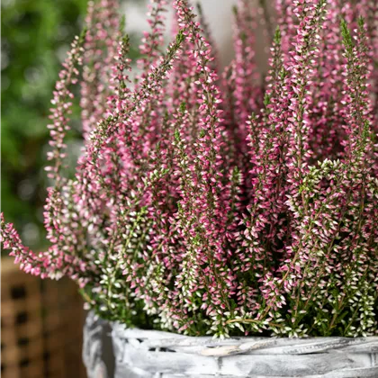 Calluna vulgaris Gardengirls®