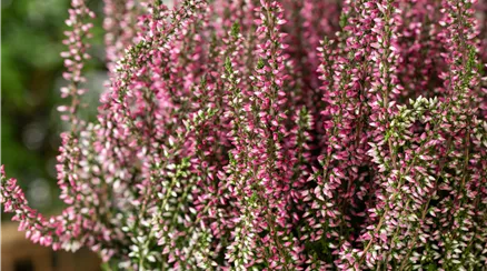 Calluna vulgaris Gardengirls®