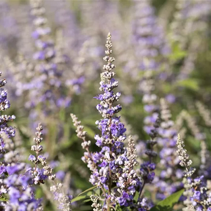 Vitex agnus-castus f. latifolia