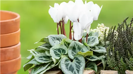 Pflanzgefäß im Ambiente