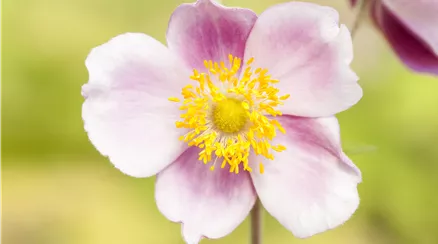 Anemone hupehensis