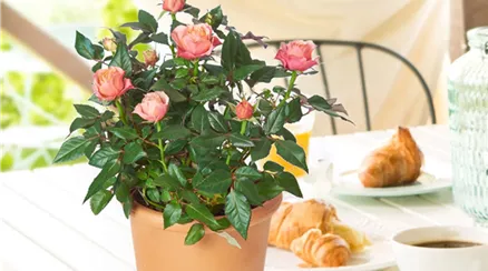 00-Rosa-Hybrid-Indoor-in-Farben_origin_img.png