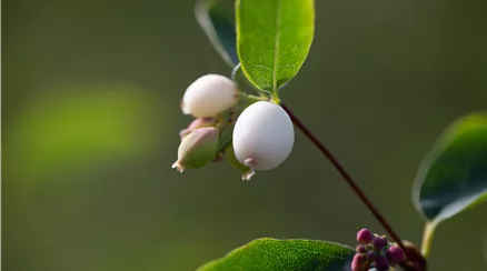 Symphoricarpos albus