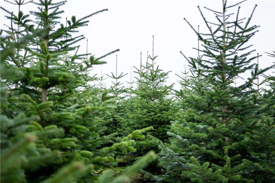 Tannenbaum schlagen - Nordmanntannen 