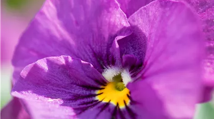 Viola cornuta, violett