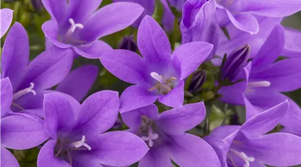 Campanula portenschlagiana