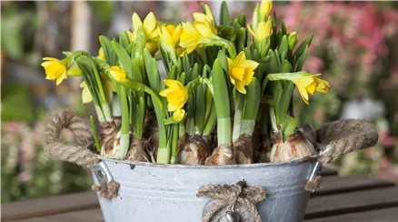 Narcissus cyclamineus 'Tête à Tête'