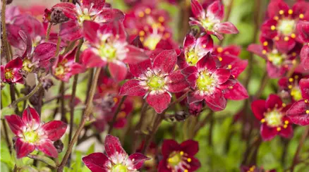 Saxifraga x arendsii, rot
