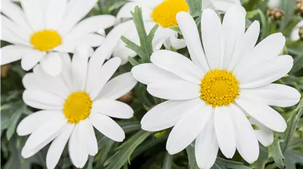 Argyranthemum frutescens, weiß