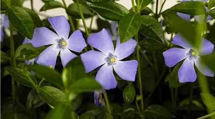 Vinca minor, blau