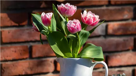 Tulpenstrauß im Ambiente