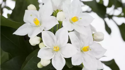 Solanum jasminoides, weiß