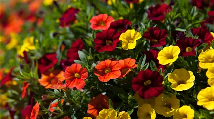 Calibrachoa