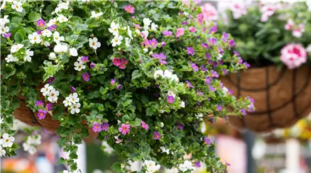 Sutera cordata Bahia Confetti Garden™ 'Coconut Coast'