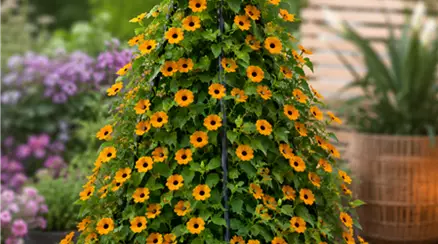 Thunbergia.png
