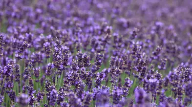 Lavandula angustifolia 'Hidcote Blue'