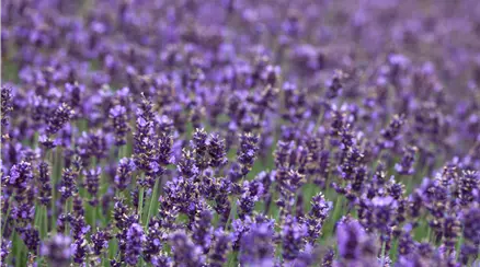Lavandula angustifolia 'Hidcote Blue'