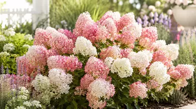 Groundbreaker Hortensie.png