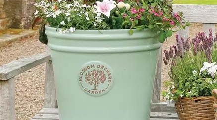 Blossom Orchard.jpg