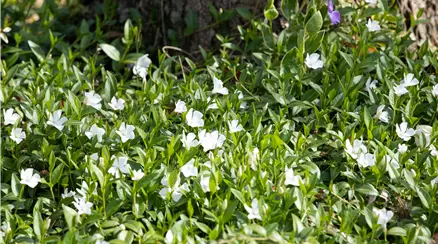Vinca minor 'Alba'