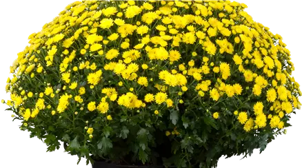 Chrysanthemum indicum, gelb