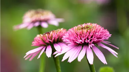 Echinacea purpurea